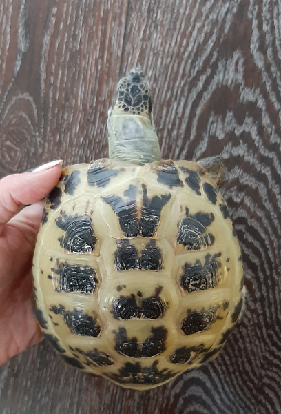 Шишка черепахи. Отит у красноухих черепах. Черепашка из природного материала. Отит у красноухой черепахи. Лапы красноухой черепахи.