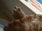 У красноухой черепахи опухла щека что делать