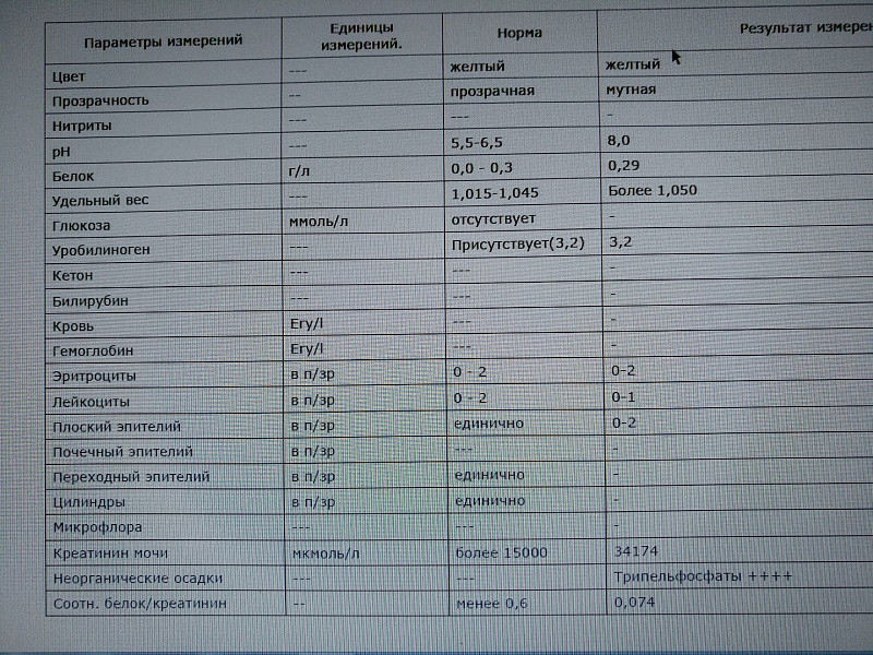 Повышенные в моче белок лейкоциты эритроциты. Анализ мочи кошки норма. Показатели мочи у собак норма таблица. Анализ мочи у котов норма. Кровь в моче норма.