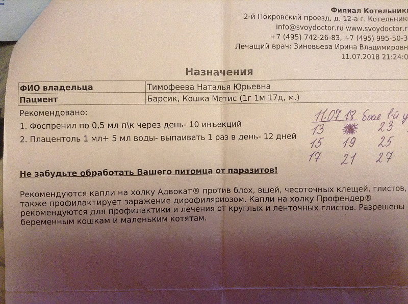 Схема лечения гингивита у кошек