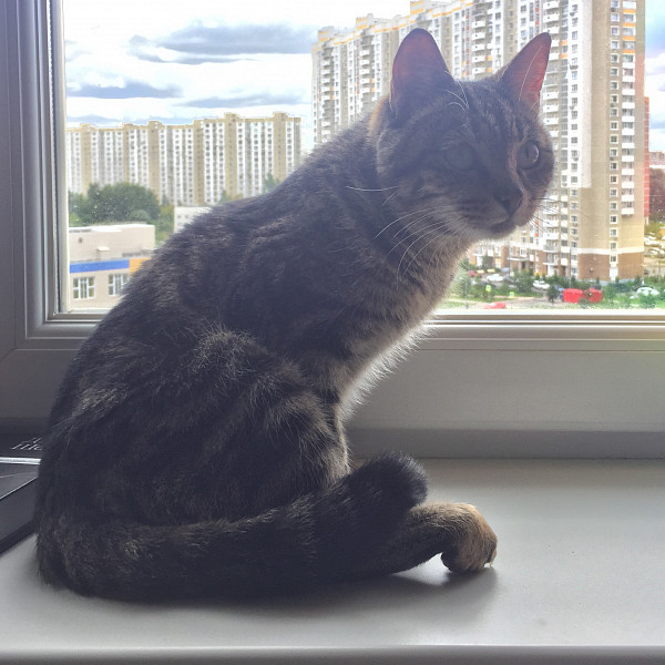 Рыжий кот с кошкой. Много кошек. Много кошек. Желтый котик 1с. Котик плюс котик.