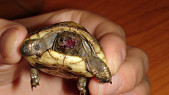 Почему могут слезиться глаза у сухопутной черепахи