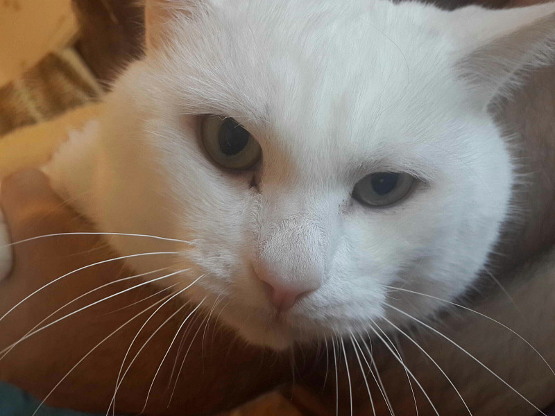 У кошки текут глаза