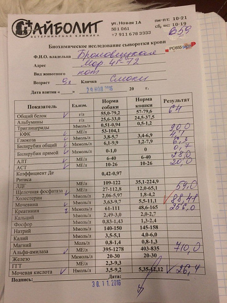 У кота повышен креатинин