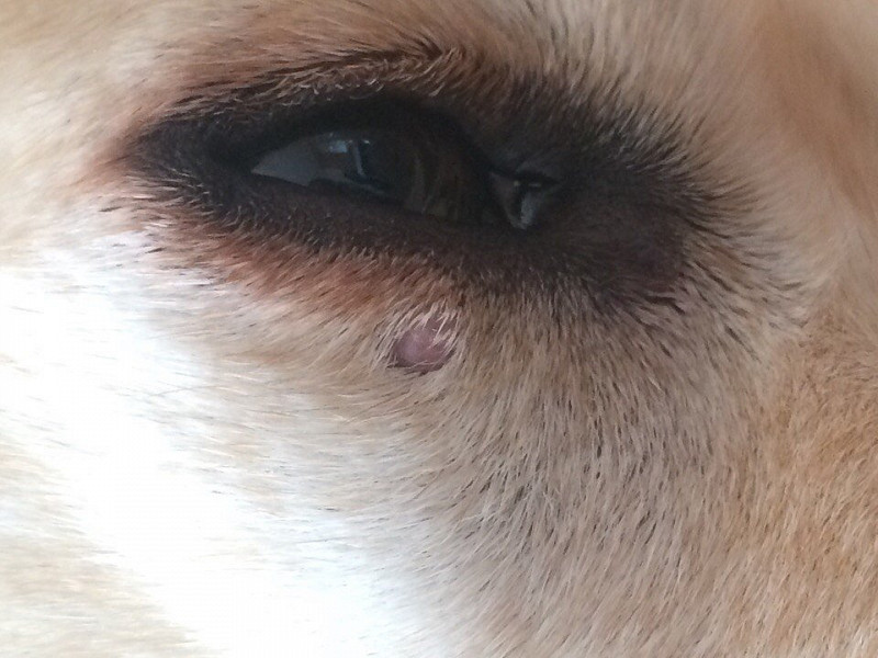 у собаки опухло под глазом