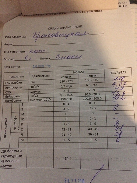 Лечебный кот. Сколько стоит капельница для кота при почечной недостаточности. Хпн у кошек форум. Хпн у кошек форум. Иммунограмма.