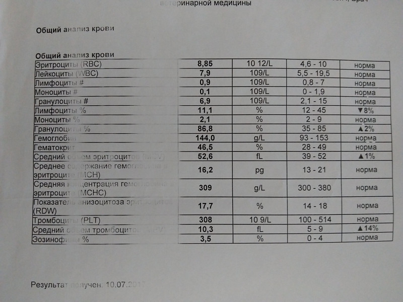 Rbc кровь расшифровка норма