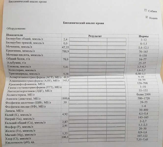ХПН 4 степени у кота - 13 января 2022 - Форум Зоовет