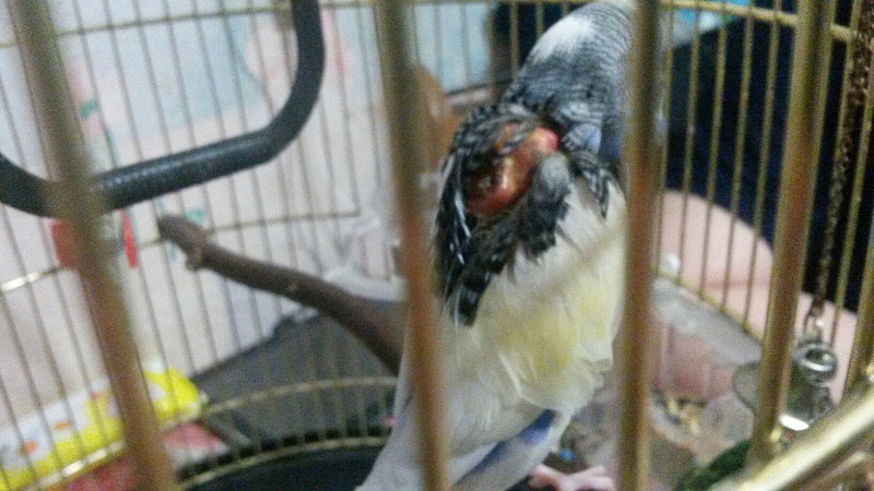 можно ли попугаю шишку