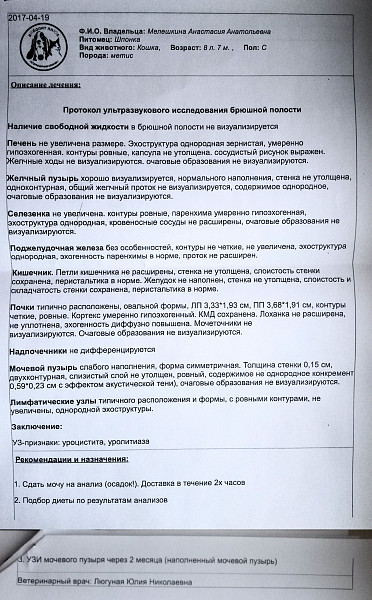 Бланк узи мочевого пузыря образец