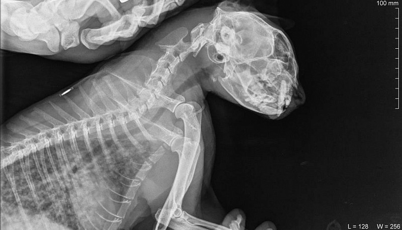 Причины метастазов в легкие у собаки