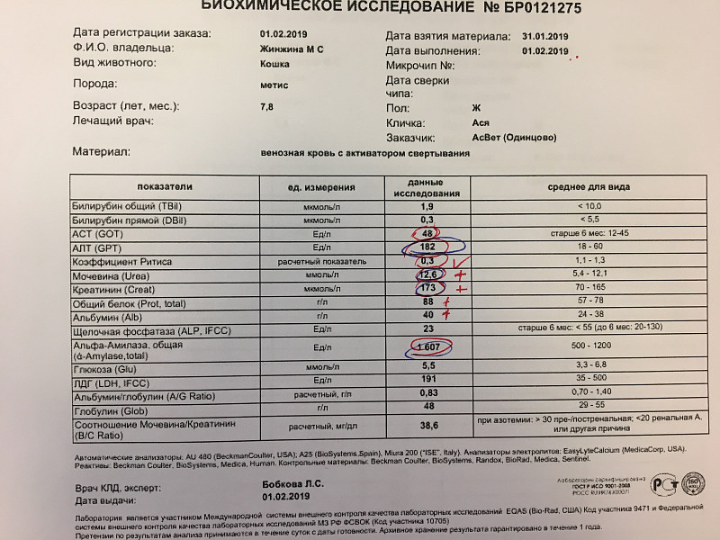 Повышенная амилаза крови причины. Амилаза панкреатическая в биохимическом анализе крови норма.