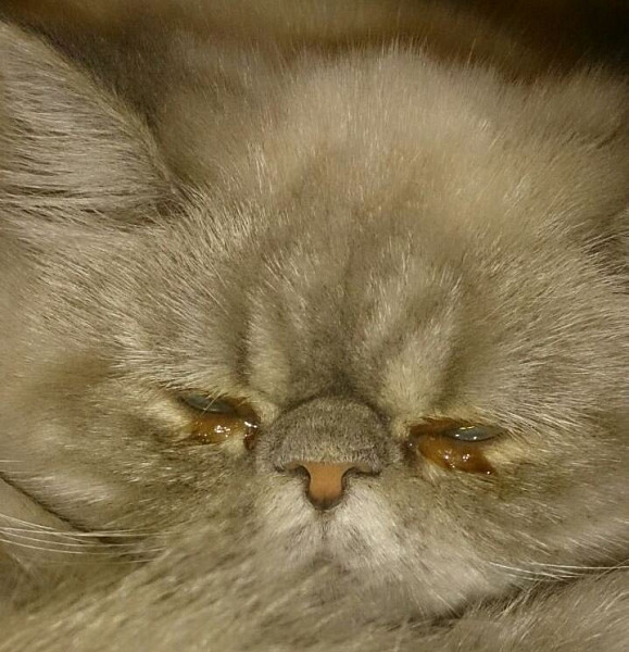 Текут глаза у кошки