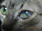 Вытек глаз у кота лечение