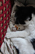 Перелом лапы у кота от капкана
