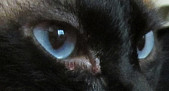 У кошки кровь вокруг глаза