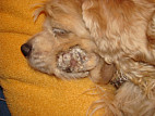 Лечение кандидоза кишечника у собак