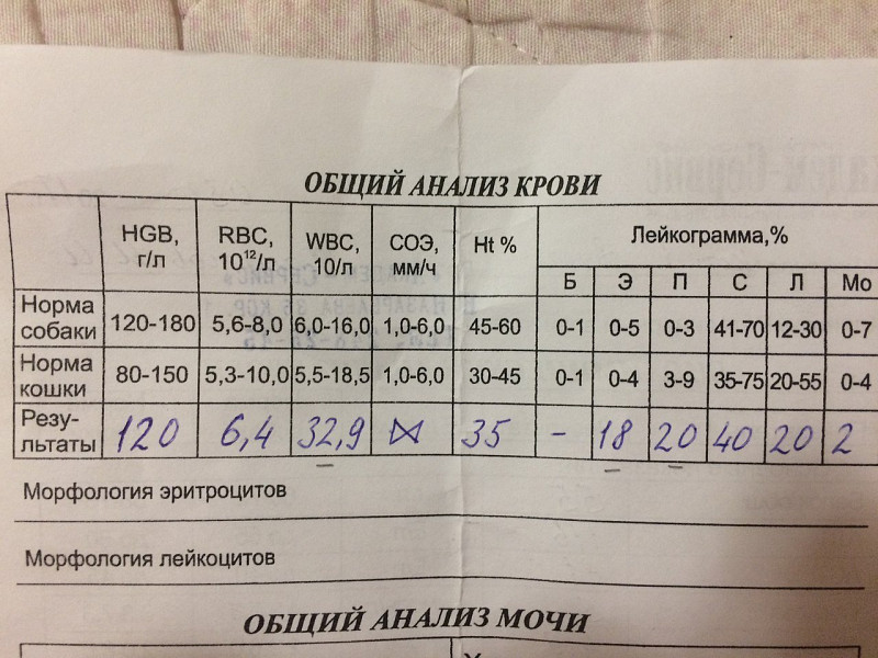 Что в анализах указывает на онкологию. Анализы на онкологию. Анализ крови на онкологию. Общий анализ при онкологии. Анализы при онкологии показатели.