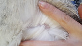 Через сколько отрастает шерсть у кошки после стерилизации