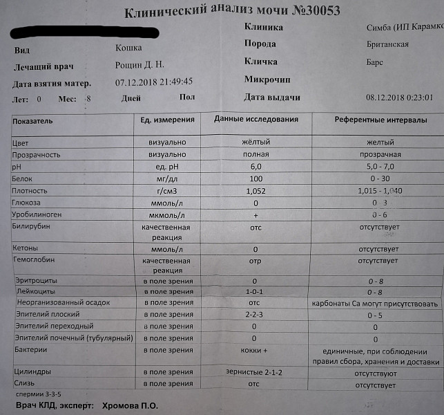 Белок 0 13. Анализ мочи. Анализ мочи на белок. Белок в моче анализ мочи. Белок в моче норма у детей.