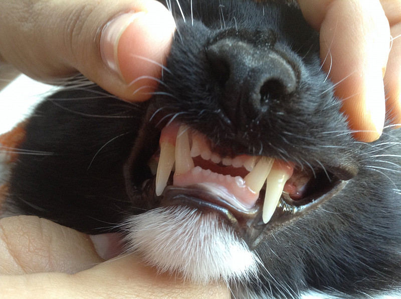 Чем лечить коту воспаление десен