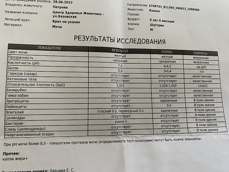 Анализ крови у кошек. Лейкоз биохимический анализ крови. Лейкоз у кошек показатели крови. Лейкемия у кошек анализ крови. Общий анализ крови у кошки при лейкемии.