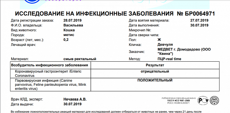 Коронавирус телефоне. ПЦР панлейкопения. Панлейкопения кошачьих. Анализ на панлейкопению кошек. Симптомы панлейкопении.