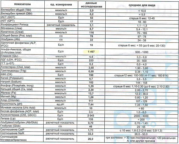 Какая норма мочевая. Мочевина кислоты анализ крови норма. Билирубин в биохимическом анализе как обозначается. Билирубин на латинском в анализе. Биохимия мочевая кислота норма.
