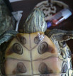 У красноухой черепахи опухла щека что делать