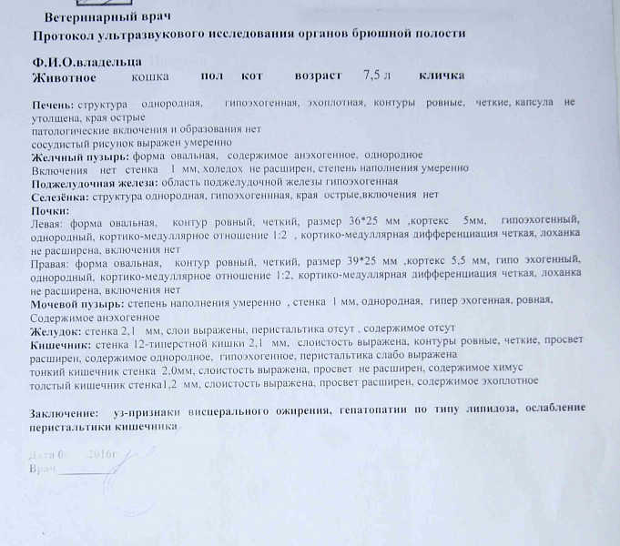 Узи почек образец