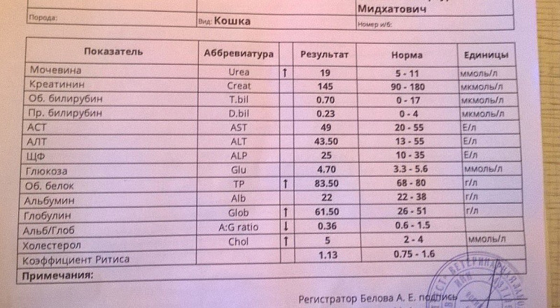 У кота повышен креатинин