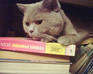 котенок не наедается сухим кормом что делать. Смотреть фото котенок не наедается сухим кормом что делать. Смотреть картинку котенок не наедается сухим кормом что делать. Картинка про котенок не наедается сухим кормом что делать. Фото котенок не наедается сухим кормом что делать