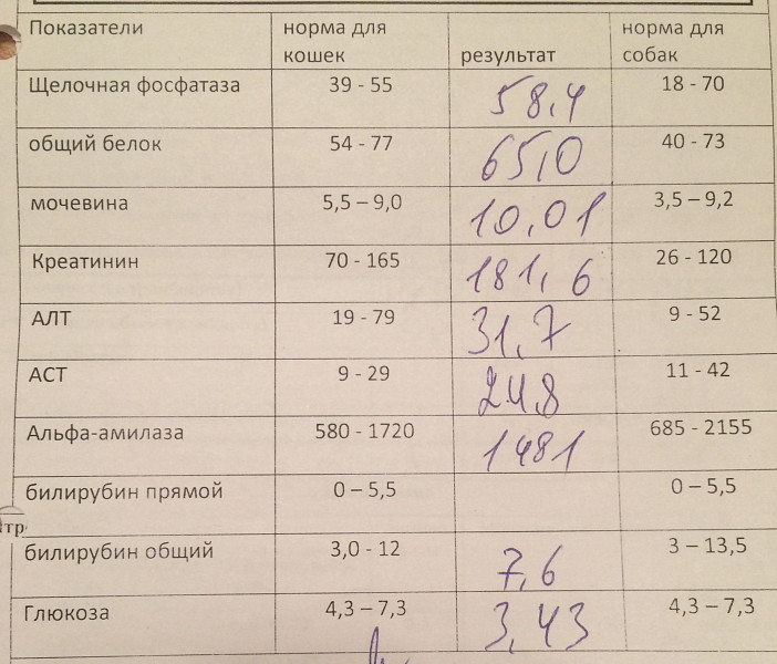 У кота повышен креатинин