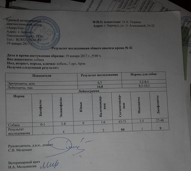 Вазомоторный ринит у собаки? - 03 февраля 2017 - Форум Зоовет