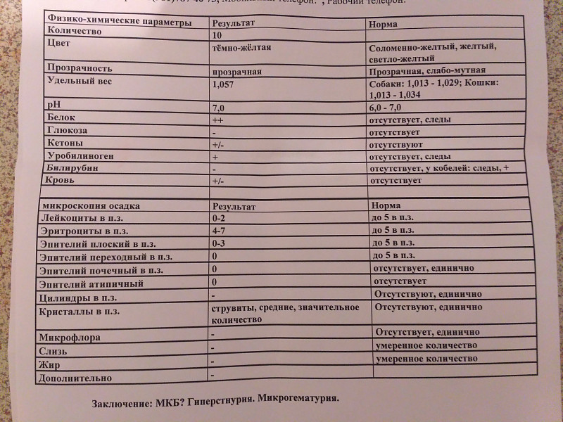 Сколько мочи кот. Норма анализа мочи у кота. Анализ мочи кошки норма. Норматив показателей мочи у кошек. Нормы моча анализ кошки.