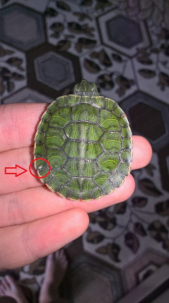 Каспийская красноухая черепаха. Почему у черепахи белые пятна. Белый панцирь у красноухой черепахи. Белый панцирь у красноухой черепахи. Пятна на панцире красноухой черепашки.