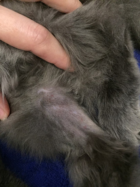 Персидская кошка