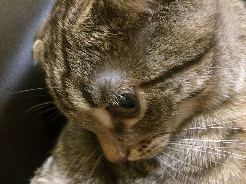 у кота залысины над глазами