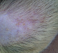 Красная сыпь на ухе собаки