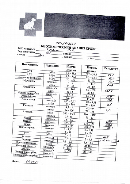 Анализы биохимии собаки. Биохимические показатели крови кошек в норме. Биохимия кошачьего анализа крови норма. Общий анализ крови у котов показатели. Анализ крови у кота показатель.