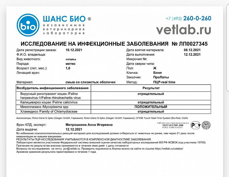 Микоплазмоз кошек