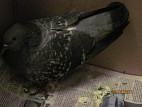 Как вылечить сломанное крыло у голубя в домашних условиях