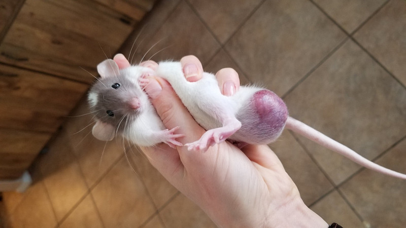 Почему крыса стала. Крыса Дамбо 1 месяц. Крыса Дамбо самец. Крыса Дамбо 2 месяца. Крыса Дамбо четыре лапы.