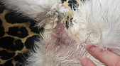Через сколько отрастает шерсть у кошки после стерилизации thumbnail