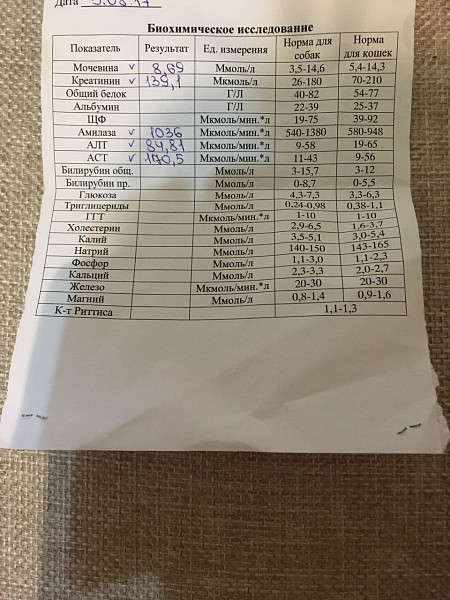 У кота повышен креатинин