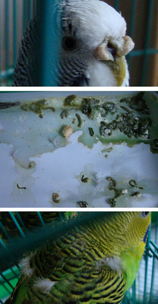 Попугай в офисе. Рвота у попугаев волнистиков. Линька у попугаев. Клоака у волнистого попугая. Здоровый помет волнистого попугая.