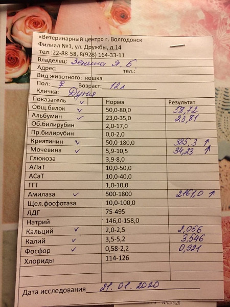 Хроническая почечная недостаточность у кота стадии. Показатели анализов при почечной недостаточности. Хпн у кота форум. Стадии почечной недостаточности у кошек. Кормление кошки с хпн.