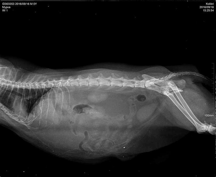 Печень у кошки симптомы. Липидоз печени у кошек УЗИ. Рентген собаки с панкреатитом.