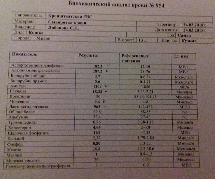 Биохимия крови кота