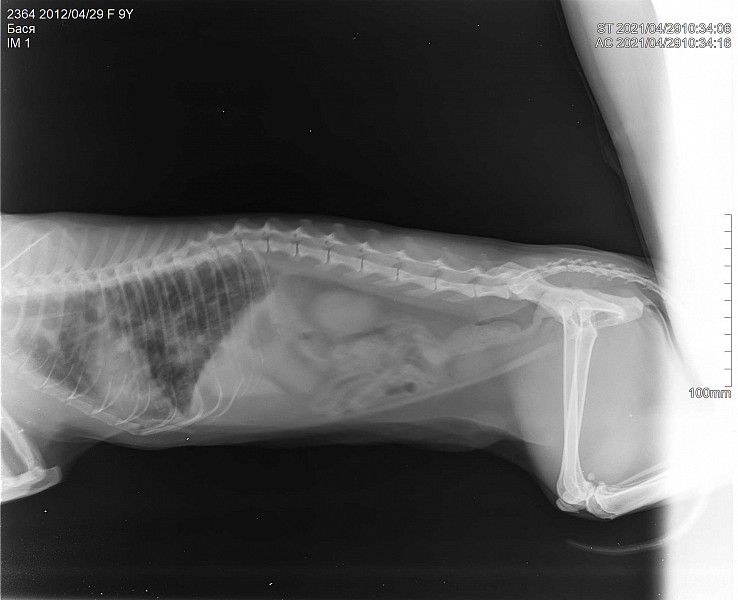 Рак легких либо пневмания у кошки? - 02 мая 2021 - Форум Зоовет